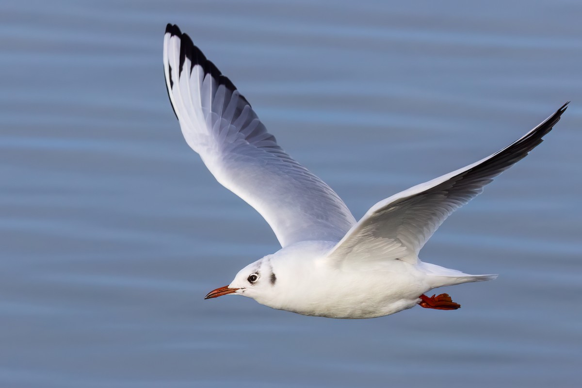 Mouette rieuse - ML613867206