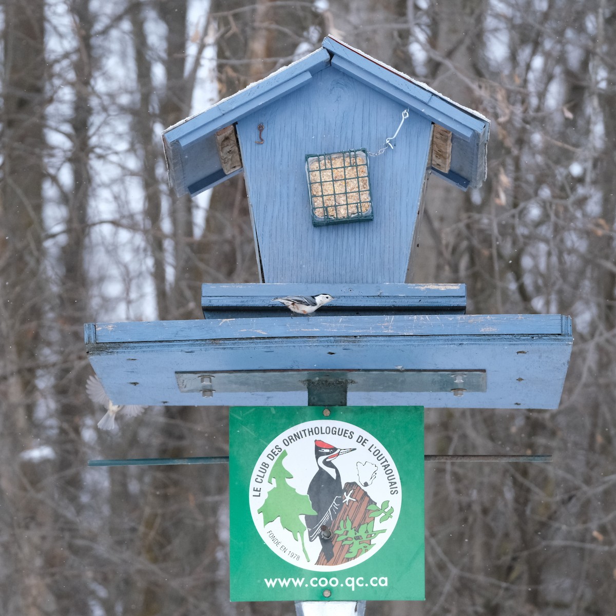 White-breasted Nuthatch - ML613867239