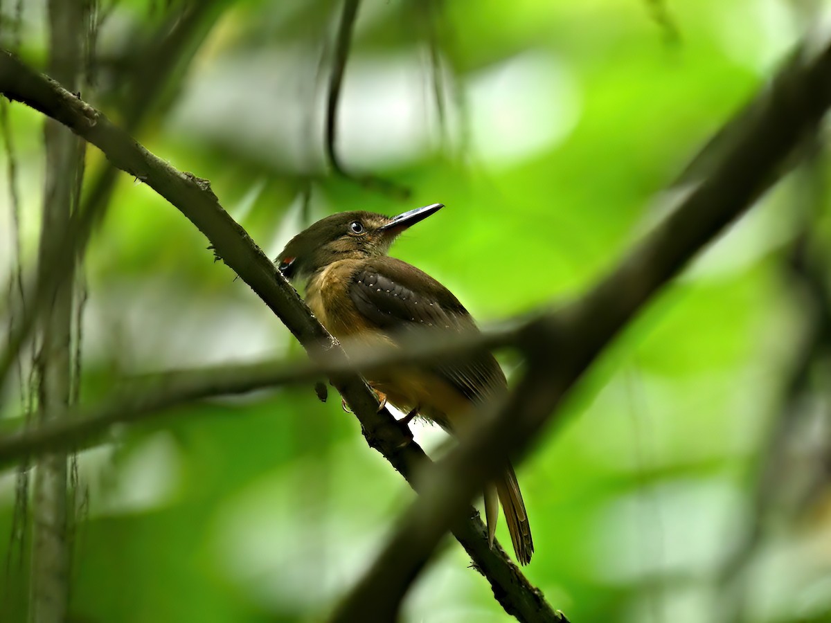 Tropical Royal Flycatcher (Northern) - ML613867272