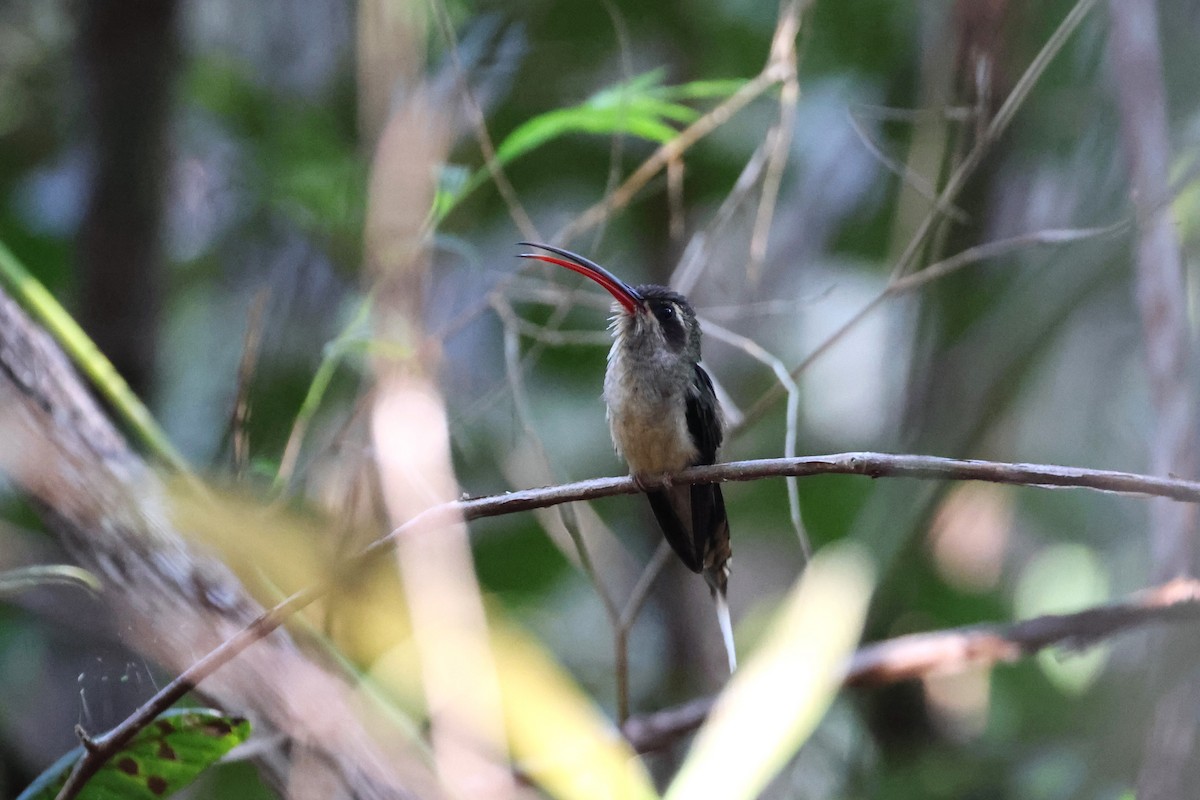 kolibřík dlouhozobý (ssp. margarettae) - ML613867288