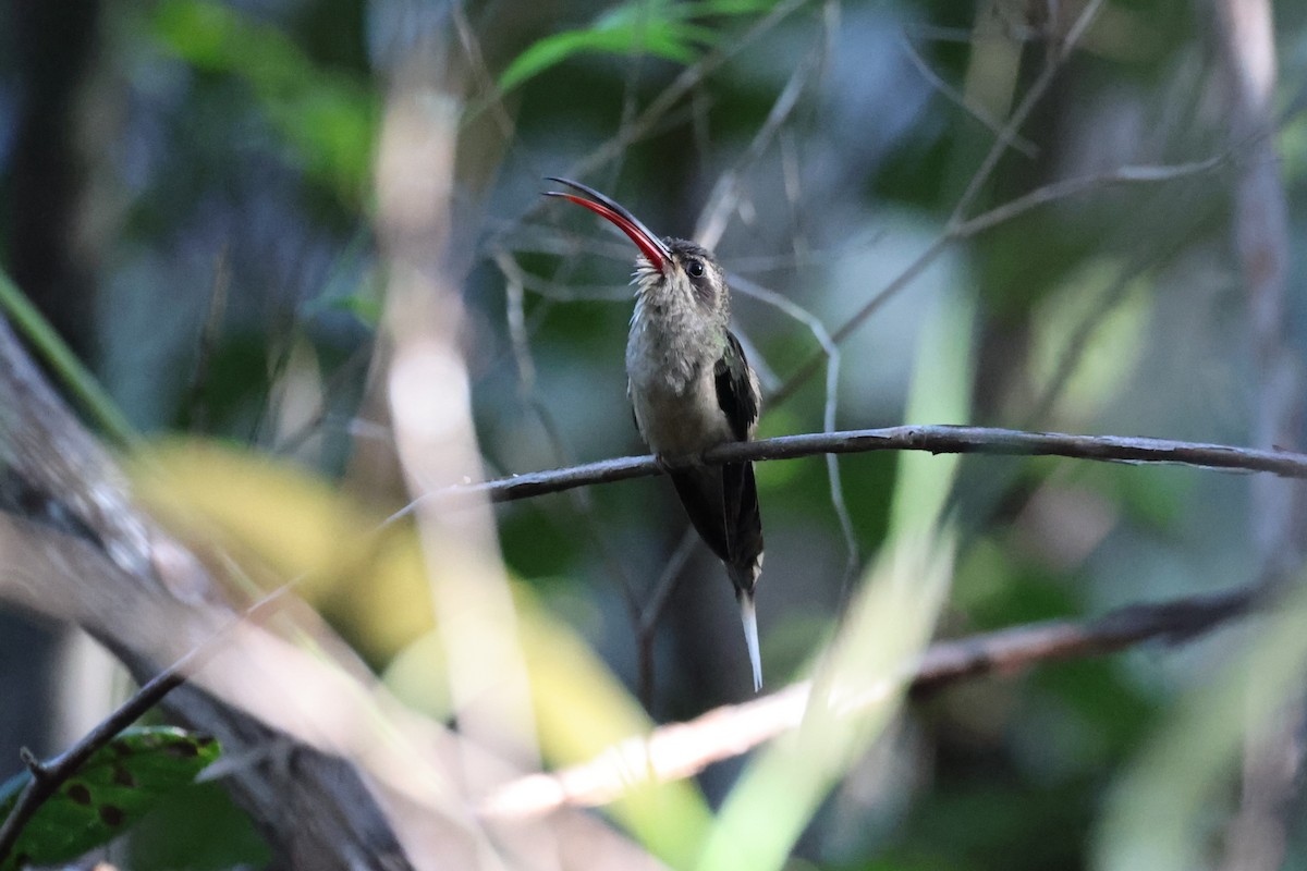 kolibřík dlouhozobý (ssp. margarettae) - ML613867289