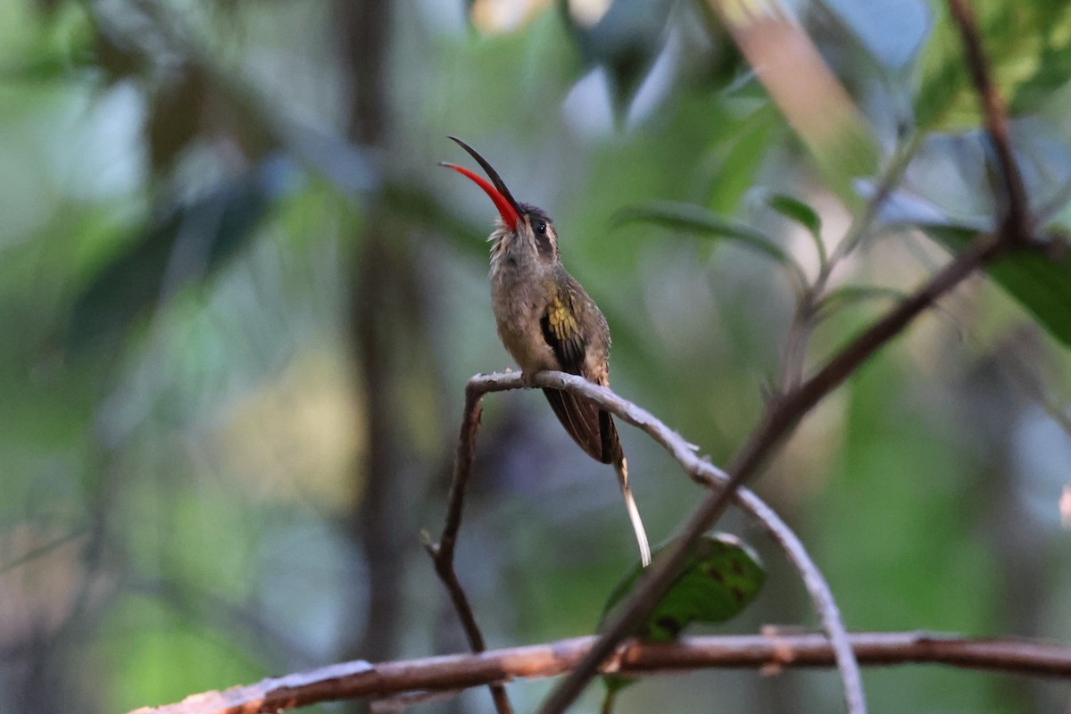 kolibřík dlouhozobý (ssp. margarettae) - ML613867291