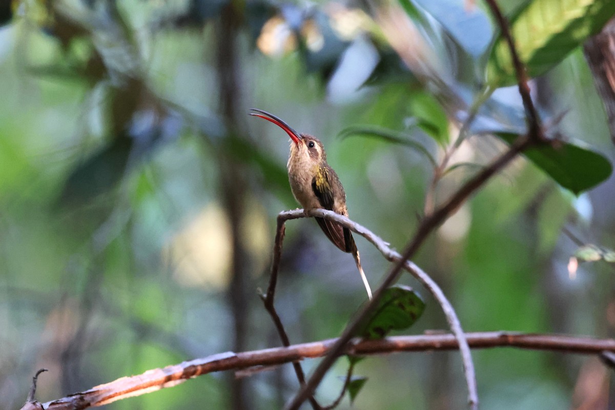 Great-billed Hermit (Margaretta's) - ML613867293