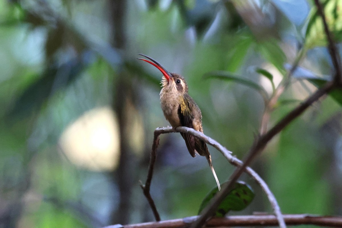 kolibřík dlouhozobý (ssp. margarettae) - ML613867297