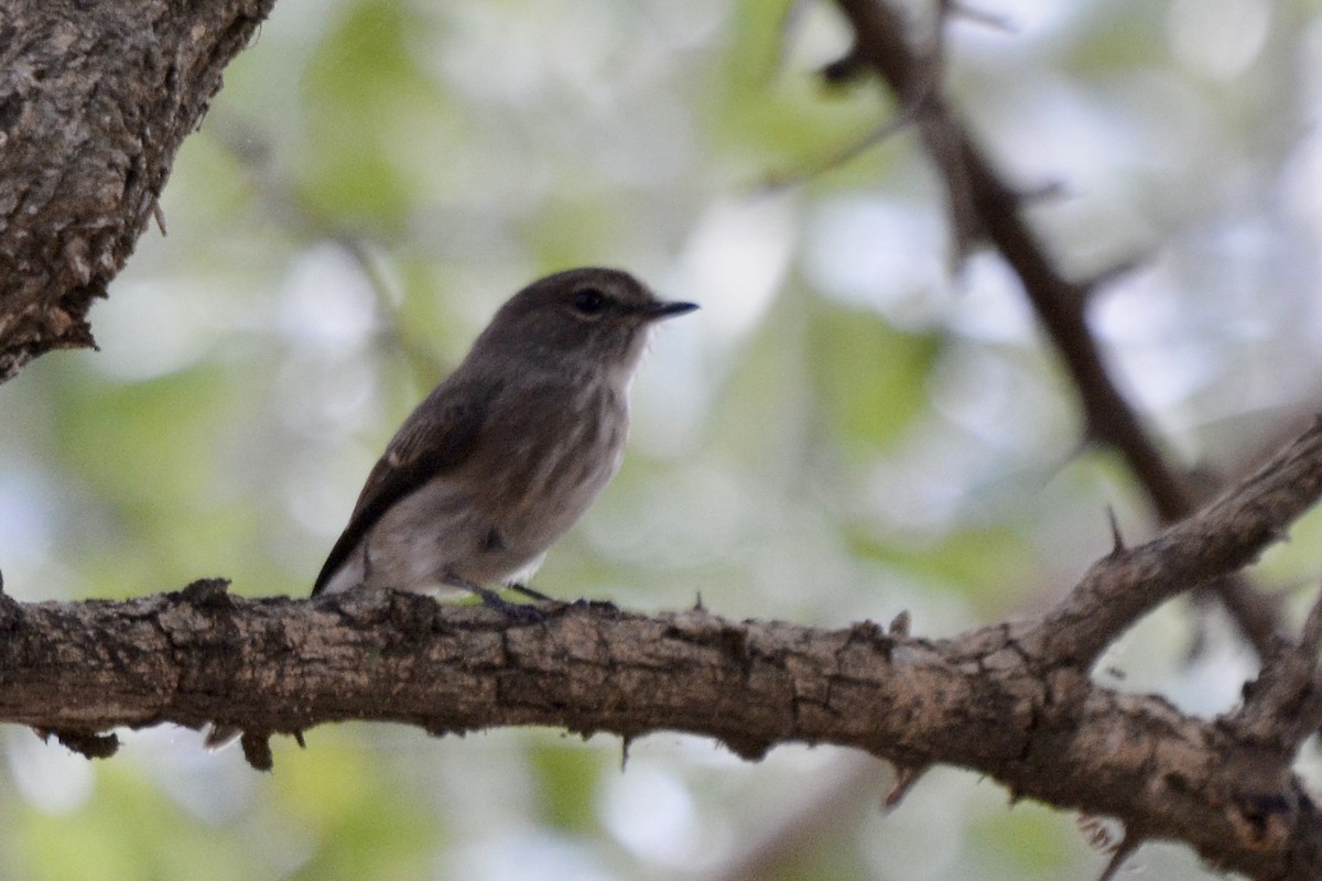 African Dusky Flycatcher - Sarel Snyman