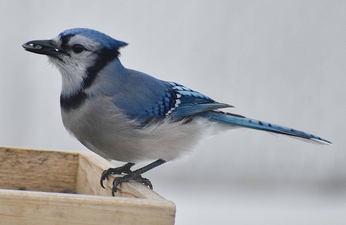 Blue Jay - ML613867364