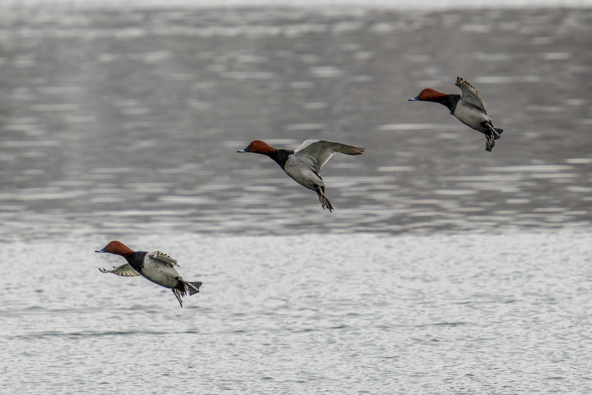 Common Pochard - ML613867370