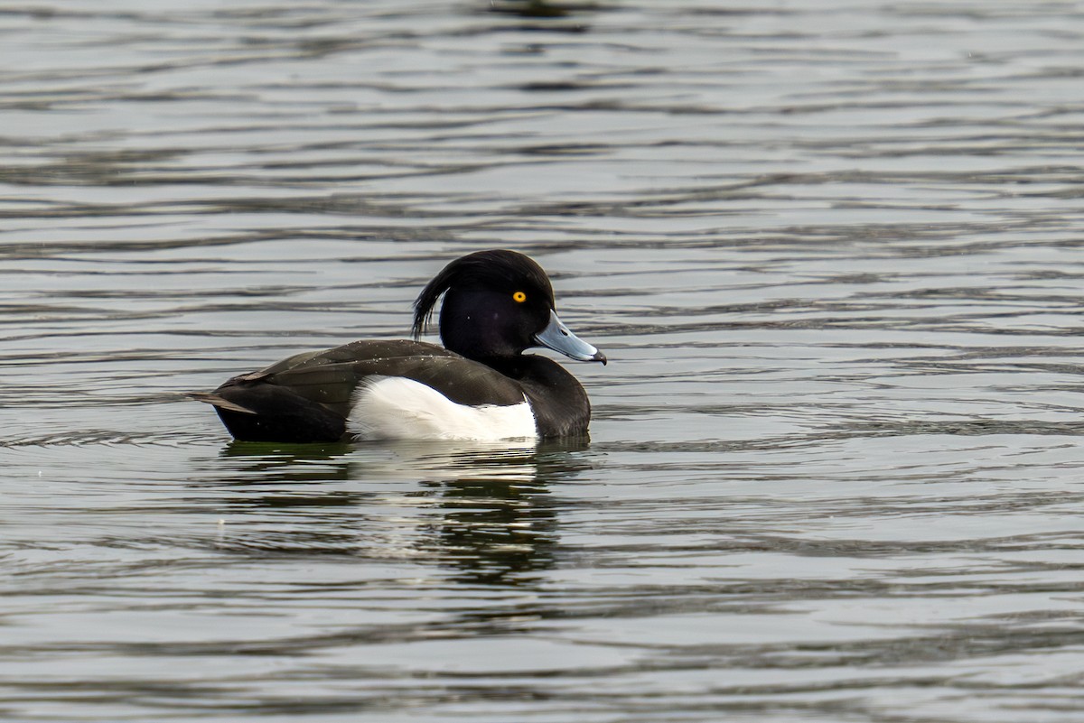 Tufted Duck - ML613867376