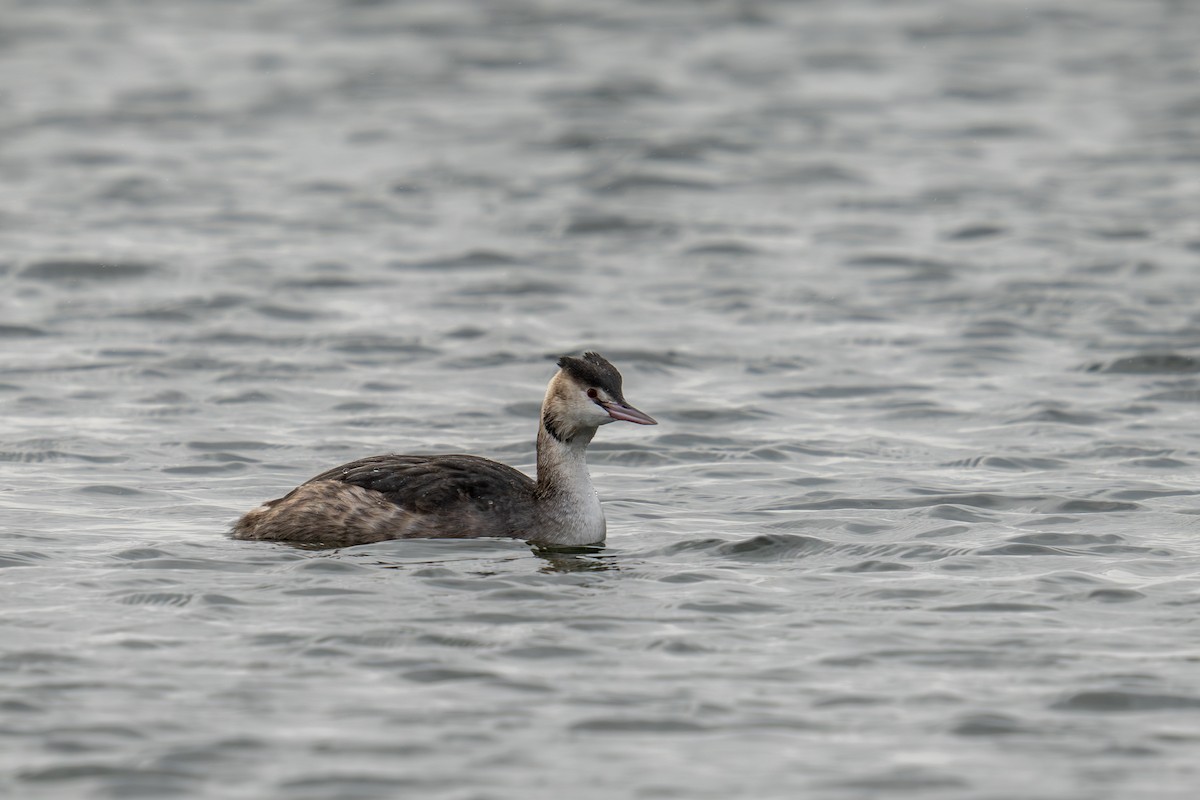 Great Crested Grebe - ML613867378