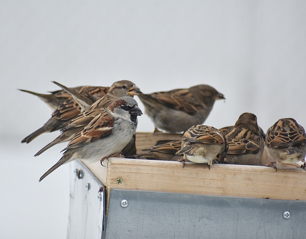 Moineau domestique - ML613867380