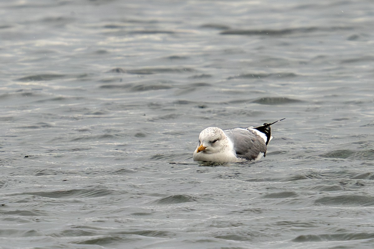 Common Gull - ML613867381