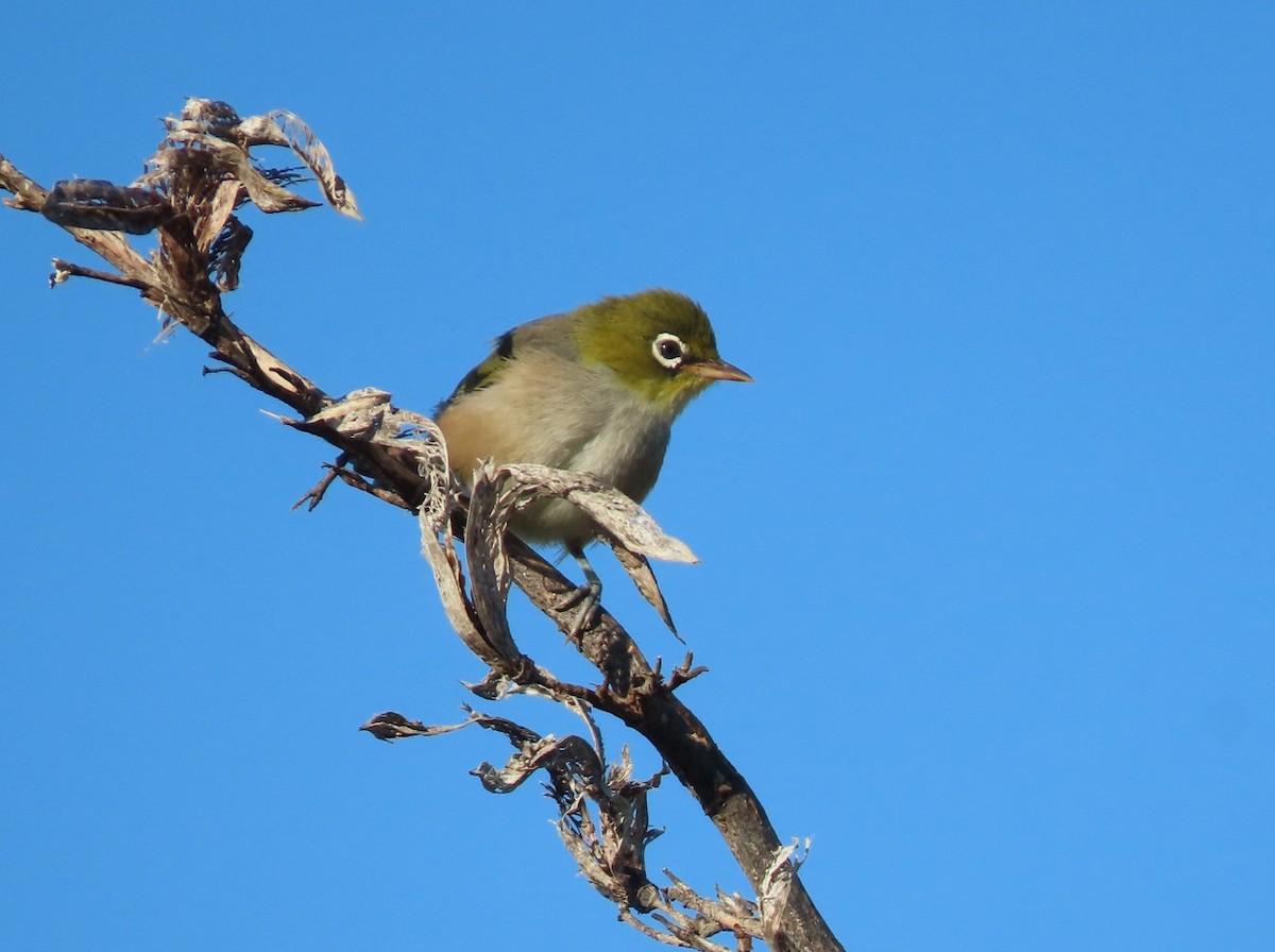 Silvereye - ML613867390