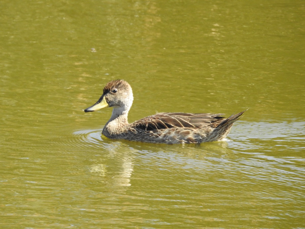 Yellow-billed Pintail - ML613867396