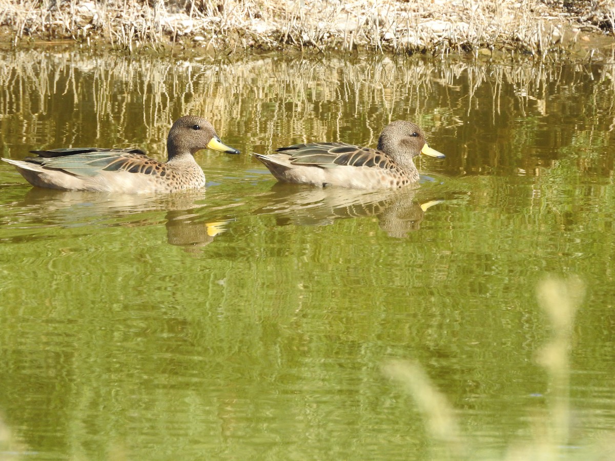 Yellow-billed Teal - ML613867416