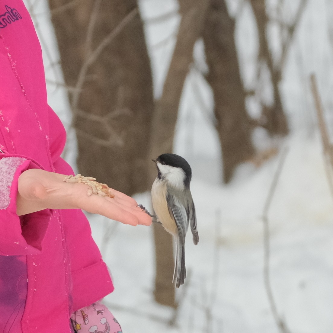 Black-capped Chickadee - ML613867425