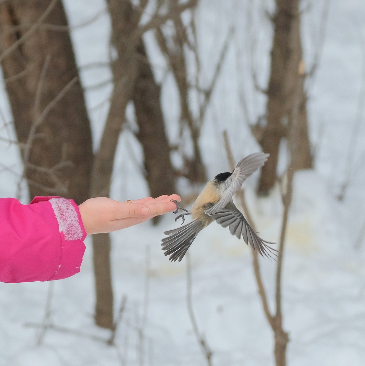 Black-capped Chickadee - ML613867430