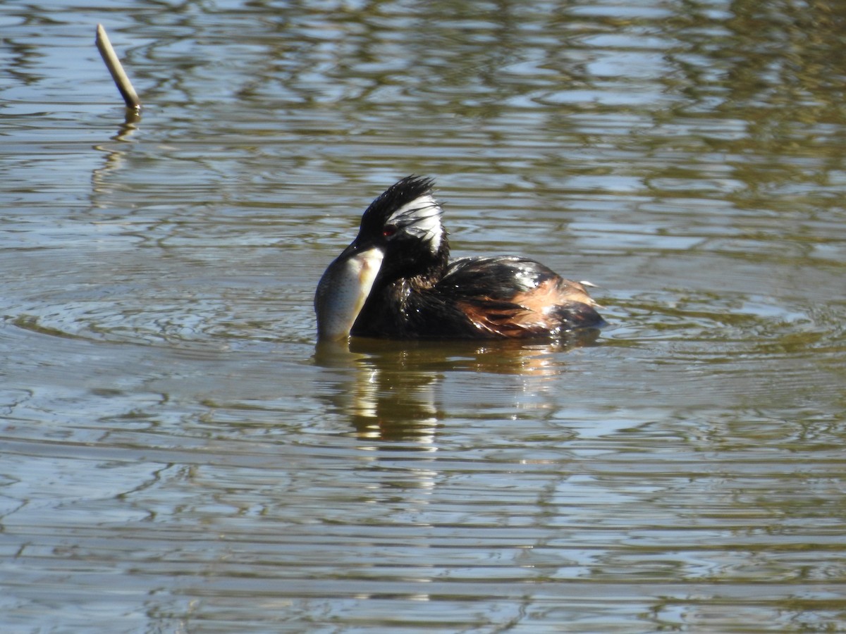 White-tufted Grebe - Carolina Busquetz