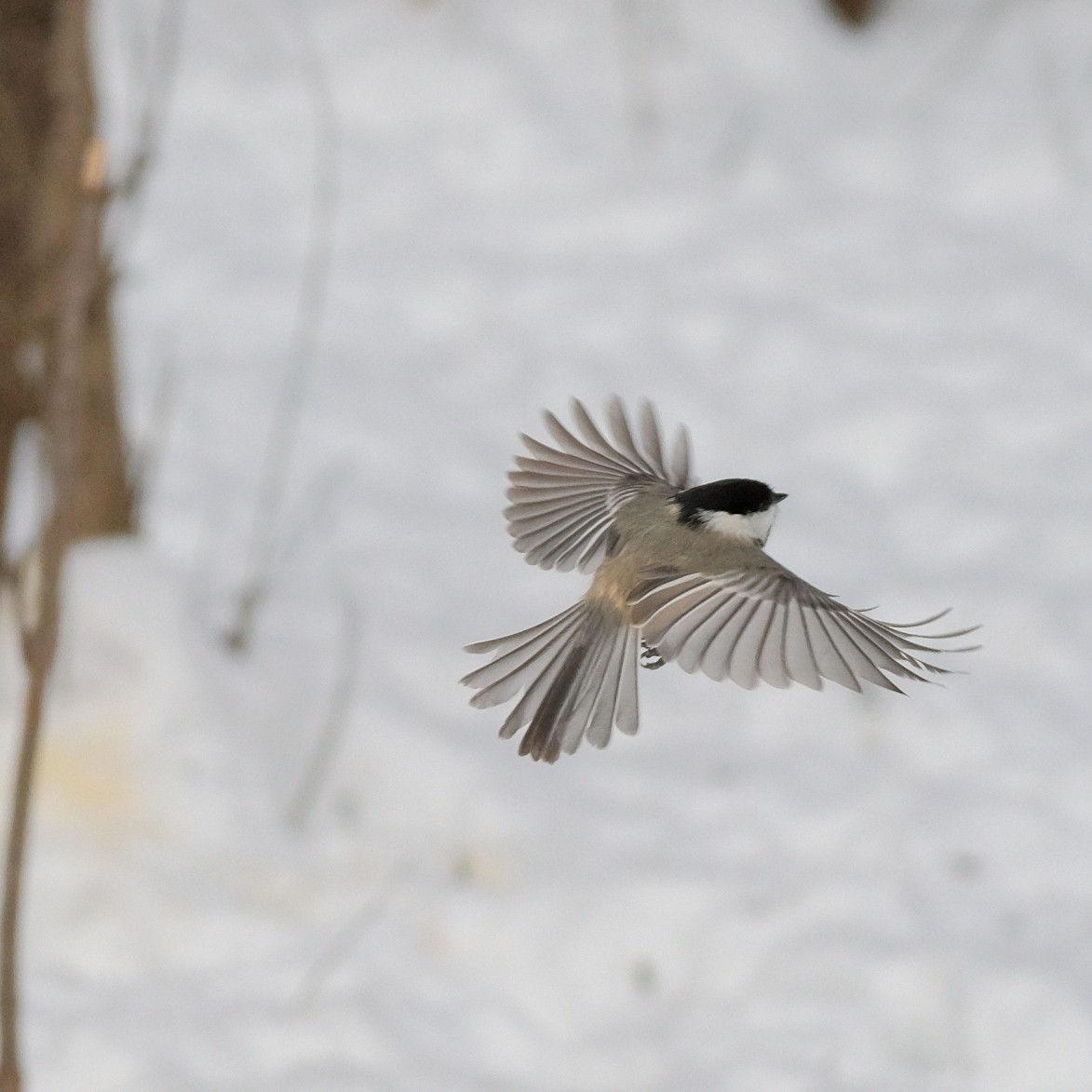 Black-capped Chickadee - ML613867470