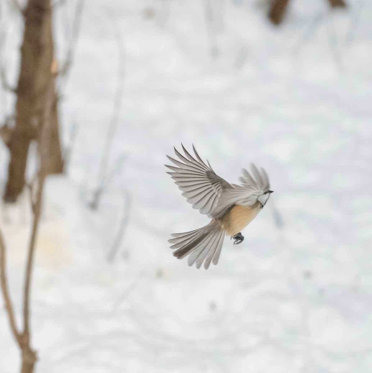 Black-capped Chickadee - ML613867471