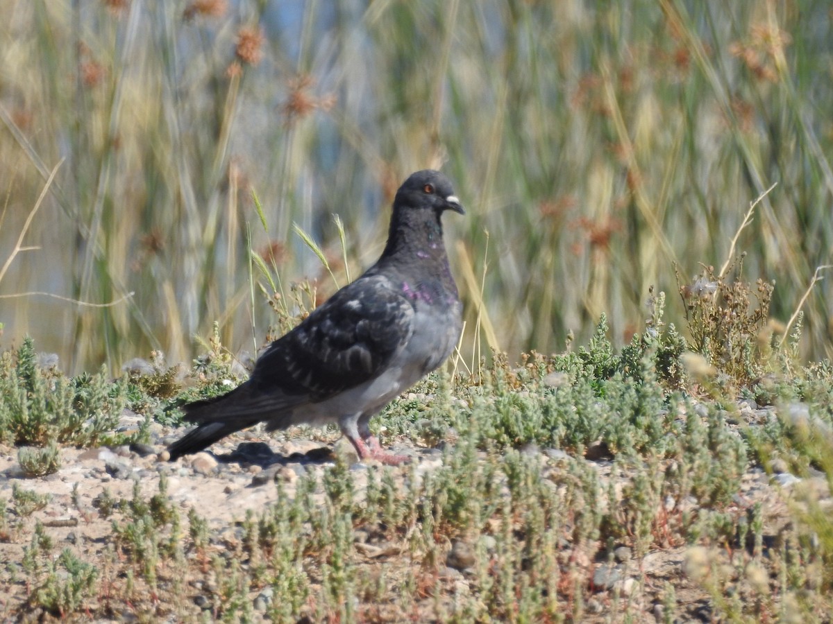 Rock Pigeon (Feral Pigeon) - ML613867481