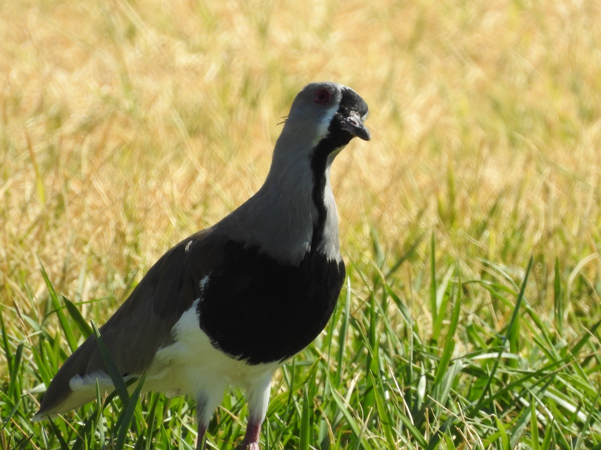 Southern Lapwing - ML613867504