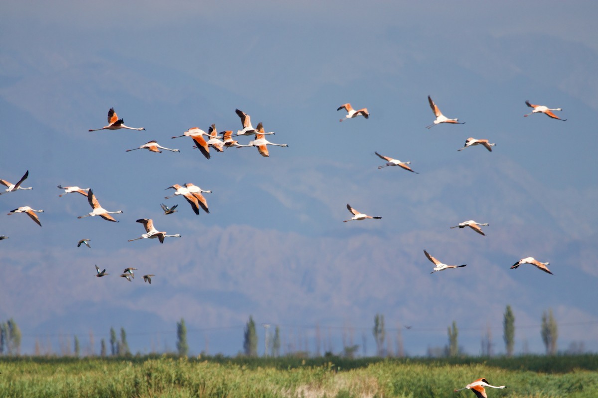 Chilean Flamingo - ML613867512