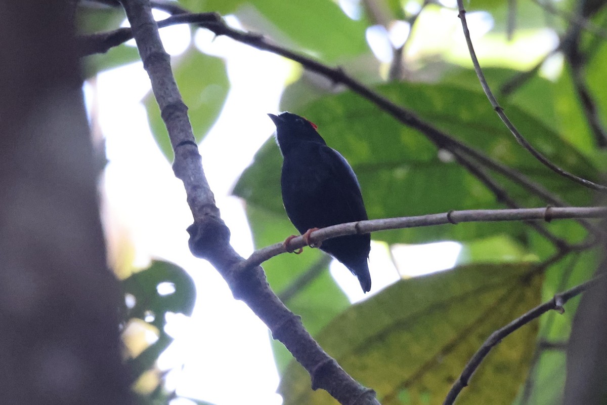 Blue-backed Manakin - ML613867514