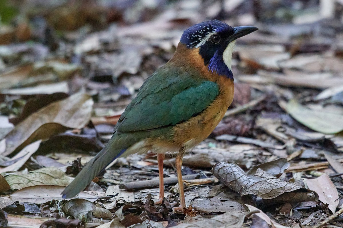 Pitta-like Ground-Roller - Sia McGown