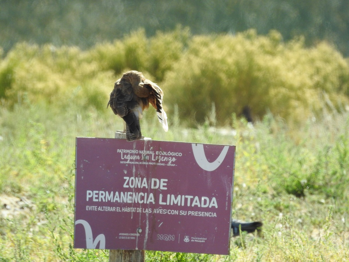 Caracara Chimango - ML613867539