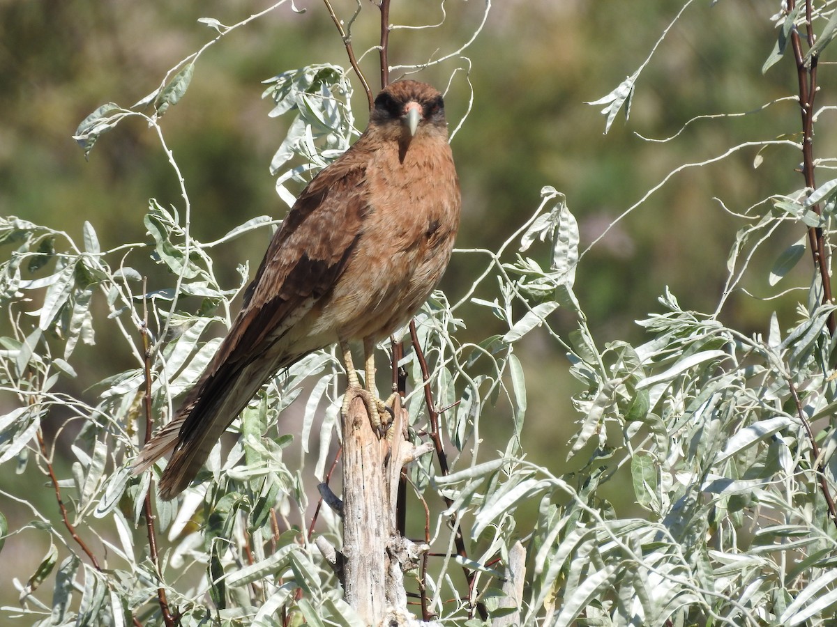 Caracara Chimango - ML613867556