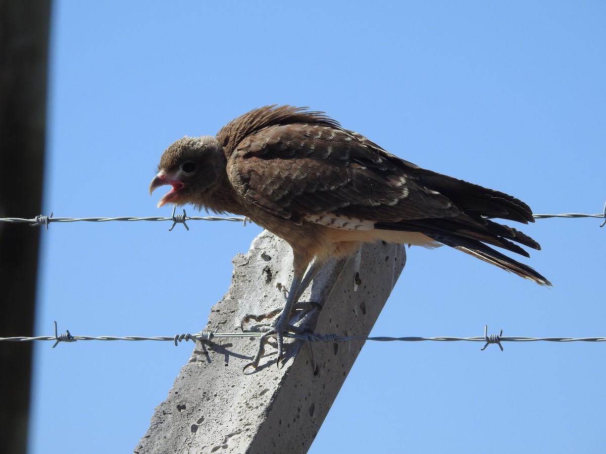 Chimango Caracara - ML613867565