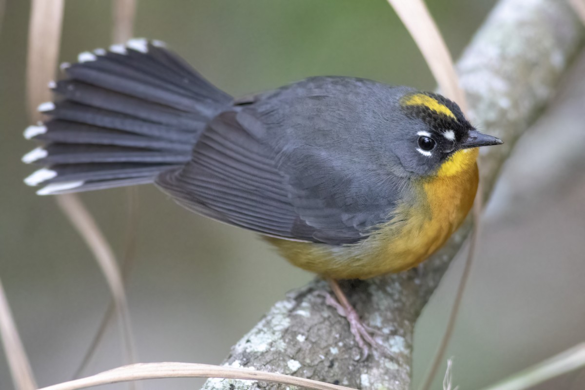 Fan-tailed Warbler - ML613867574