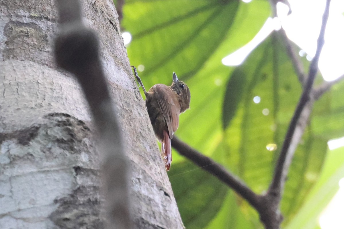 Wedge-billed Woodcreeper - ML613867599