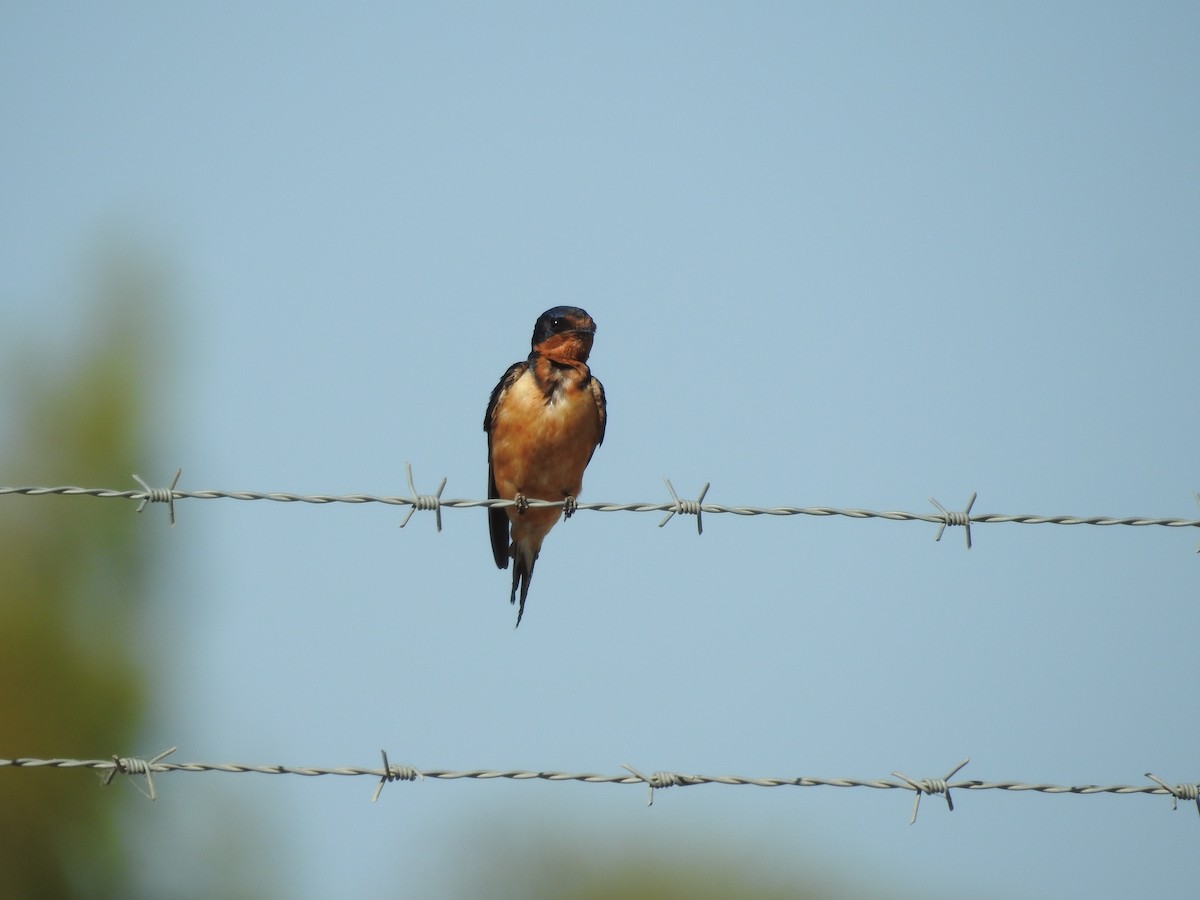 Barn Swallow - ML613867606