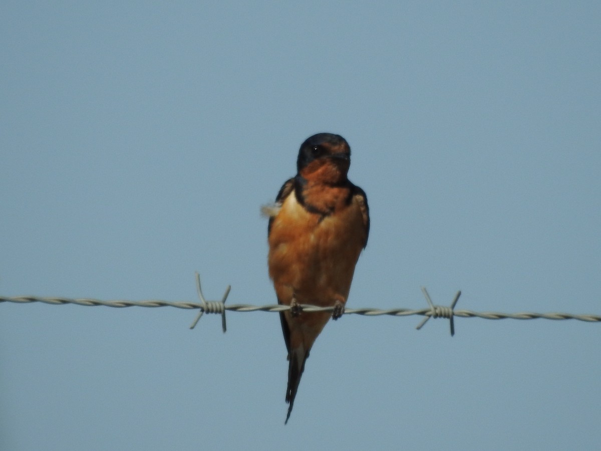 Barn Swallow - Carolina Busquetz