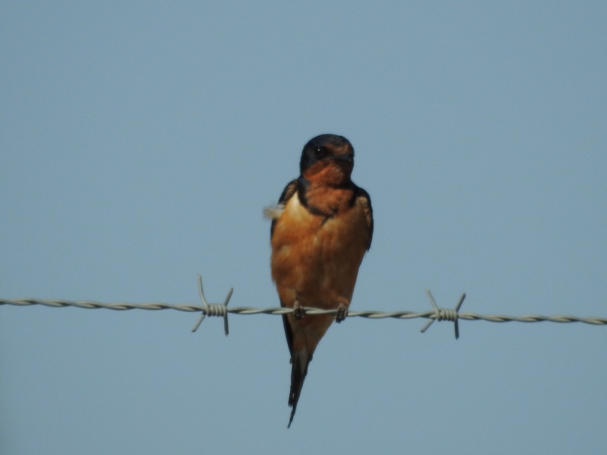 Barn Swallow - ML613867613