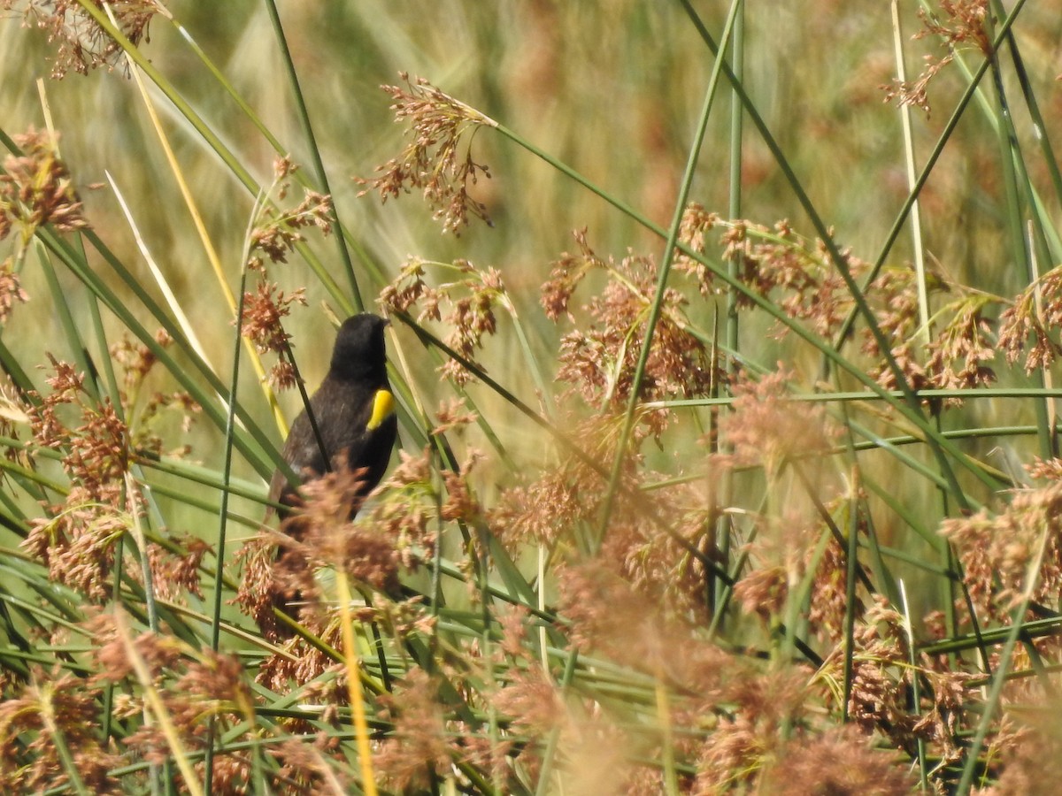 Yellow-winged Blackbird - Carolina Busquetz