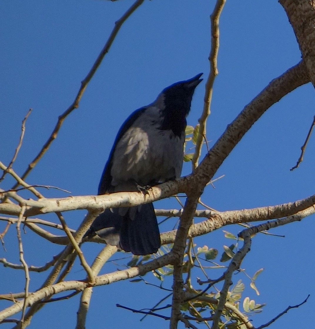 Hooded Crow - Dmitrii Konov