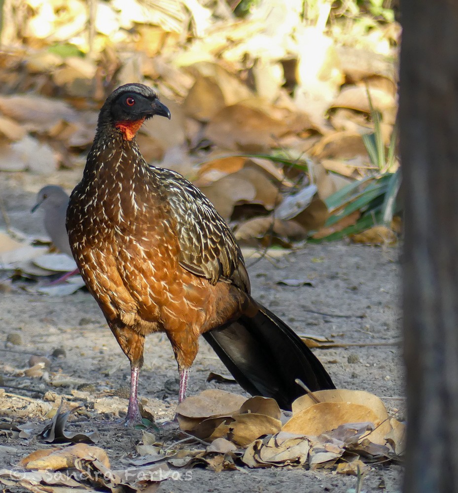 Chestnut-bellied Guan - Sandra Farkas