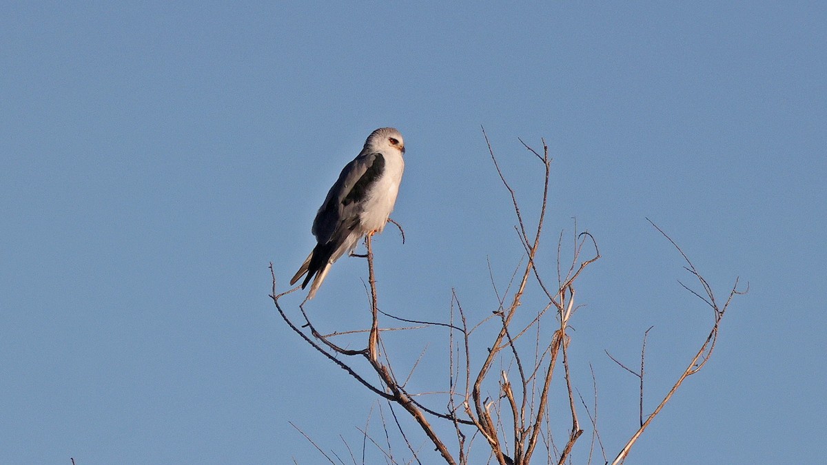 White-tailed Kite - ML613867763