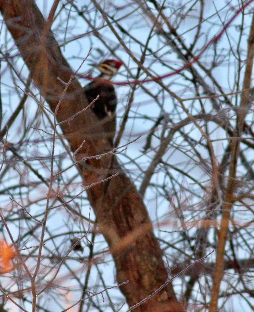 Pileated Woodpecker - ML613867825