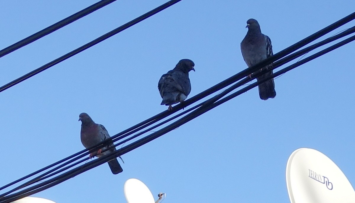 Pigeon biset - ML613867903