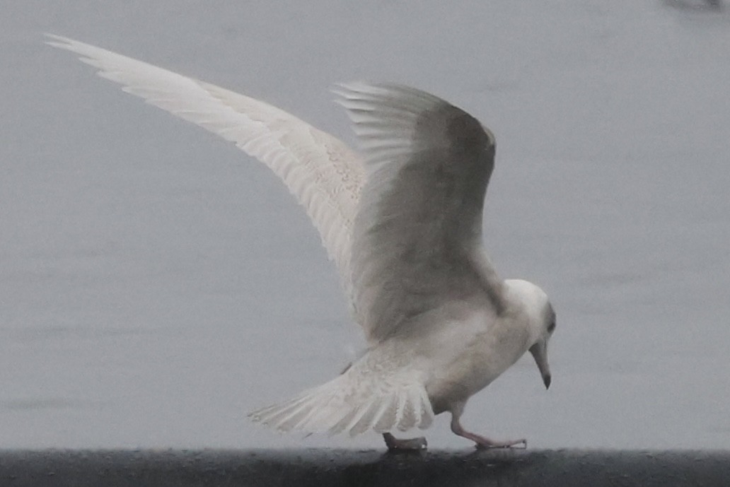 Glaucous Gull - ML613867962