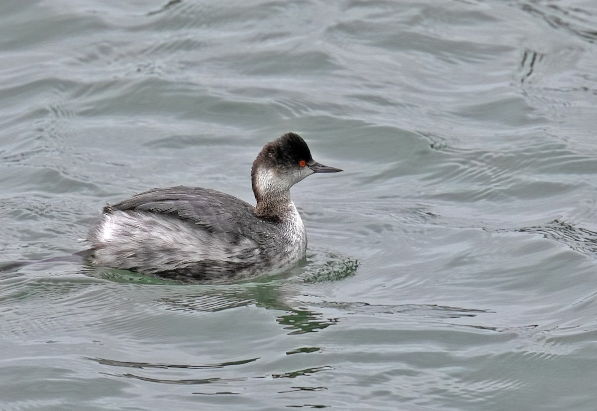 Eared Grebe - ML613867968