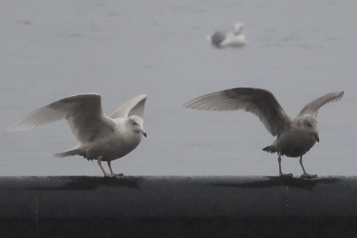 Glaucous Gull - ML613867969