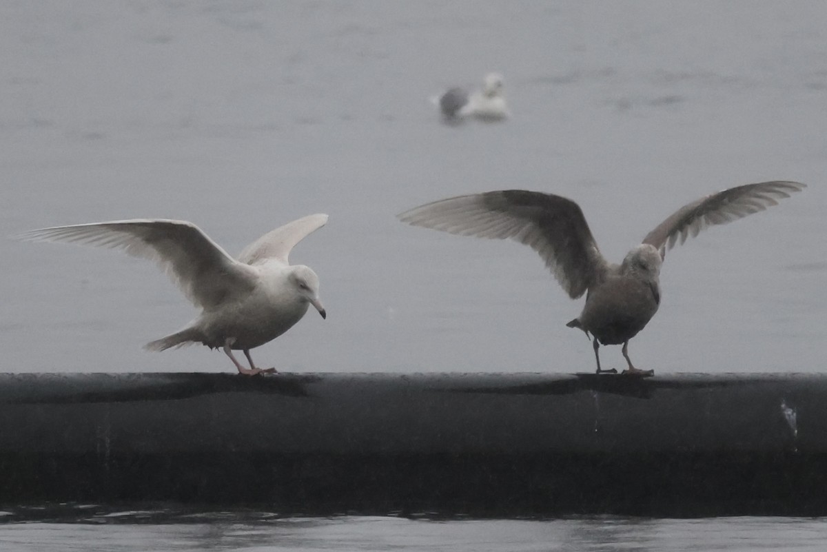 Glaucous Gull - ML613867976