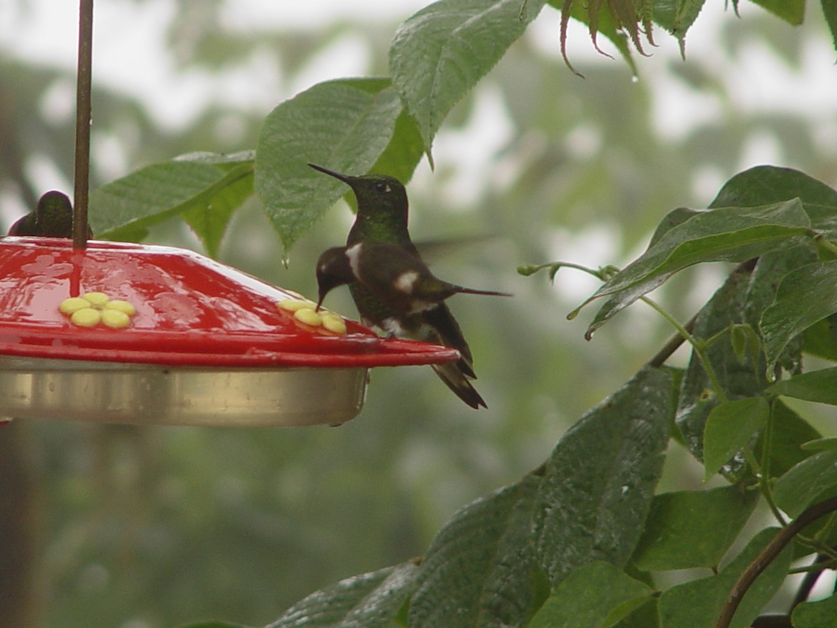 Purple-throated Woodstar - Frank Dietze