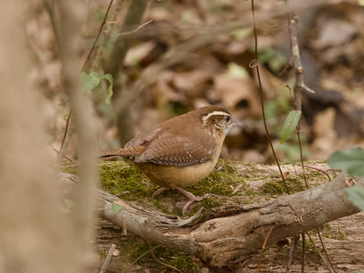 Carolina Wren - ML613868073