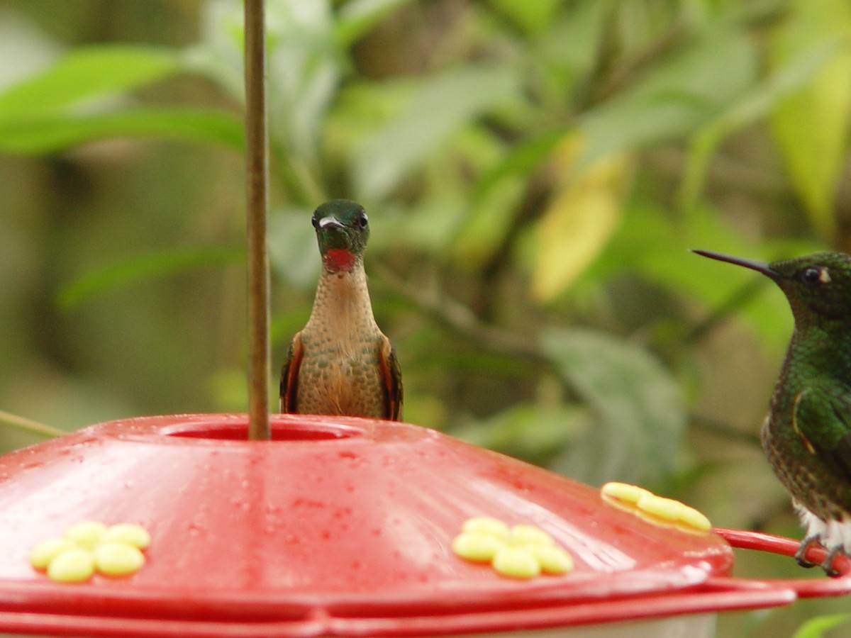 kolibřík hnědobřichý - ML613868084