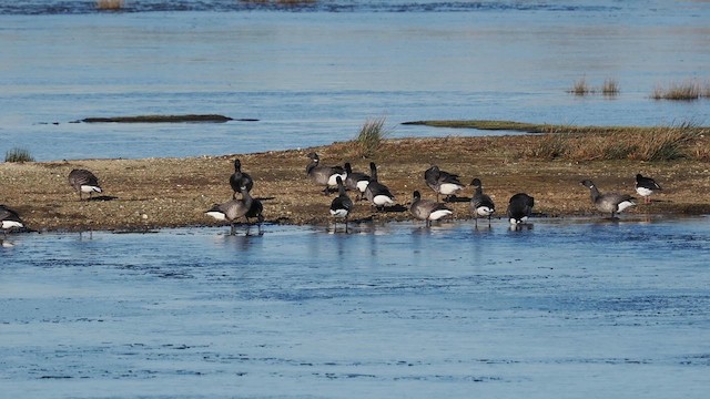 Yosun Kazı (bernicla) - ML613868116